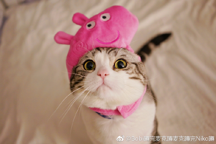 一镜到底 — 宠物日记·第3集 缩略图