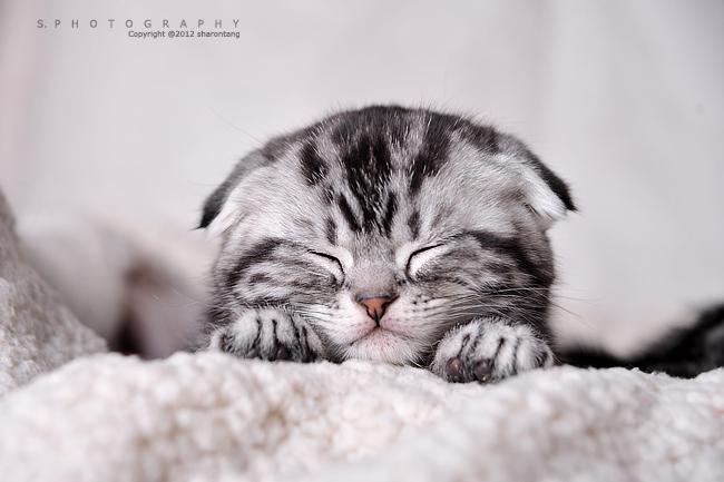 年度名场面 — 漫画短剧 封面