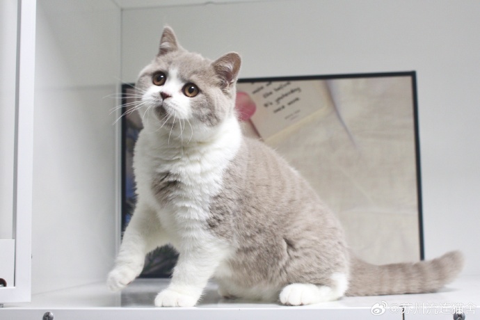 高光片段 — 科技开箱 封面